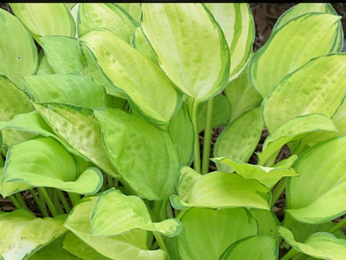 Hosta emerald tiara - emerald,