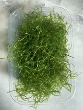 Guppy Grass Najas