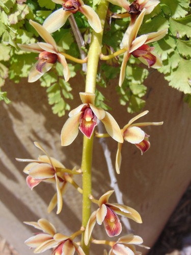 Tag cymbidum species - no, bloom