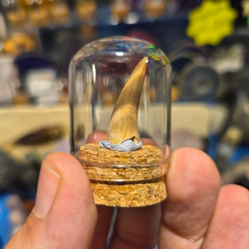 Mosasaur tooth display - in,