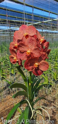 Rare vanda pintuwadee orchid - vanda,