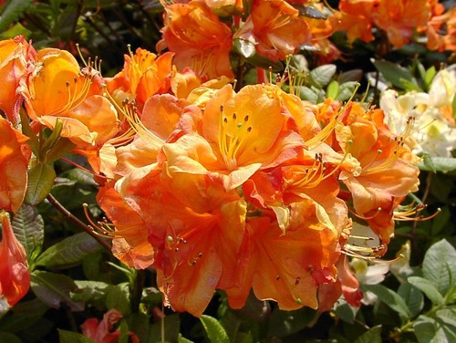 Rhododendron glowing embers - rhododendron,