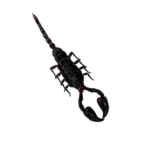 Taxidermy scorpion - taxidermy,
