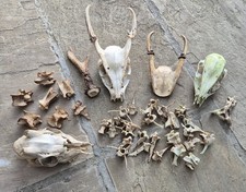 Craft Grade Bundle Of Skulls