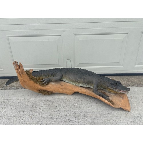 Beautiful taxidermy alligator - taxidermy,