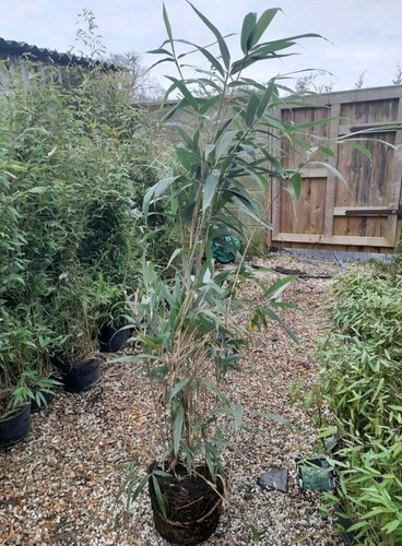 Pseudosasa japonica metake - pseudosasa,
