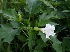 1000 seeds of Datura Stramonium