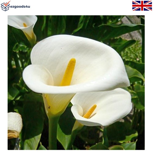Fresh calla arum lily - arum,