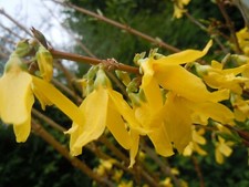 2 x Forsythia intermedia Lynwood shrub plants in 1.5 Litre pots peat free Sale