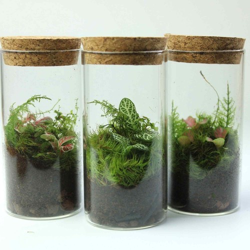 Fittonia terrariums - fittonia,