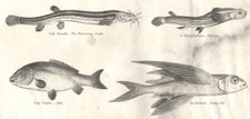 FISH. Abdominales Cyprinus