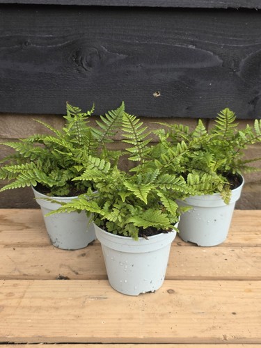 10cm fern pot - x,