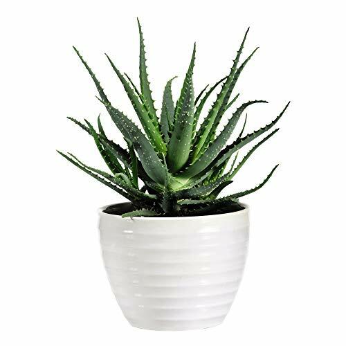 Aloe vera house plant indoor - aloe,
