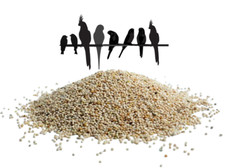 White Millet Seed Budgie Finch