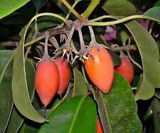 Mimusops Elengi Tree, Fragrant Spanish Cherry, India Medlar Bakul - 5 Semi