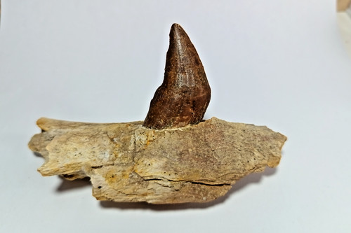 Amazing eocene fossil - amazing,