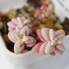 Crassula Deltoidea Variegata