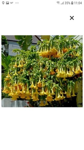 Brugmansia sanguinea aurea