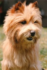 Cairn Terrier Jumbo Fridge