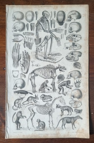 Antique anatomical print 1835 - print,
