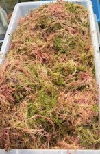 Welsh Fresh Sphagnum Moss Live Mosspole Wreath Terrarium Propagation Gardening