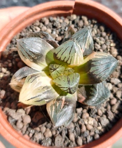 Haworthia obtusa black - obtusa, 'black'