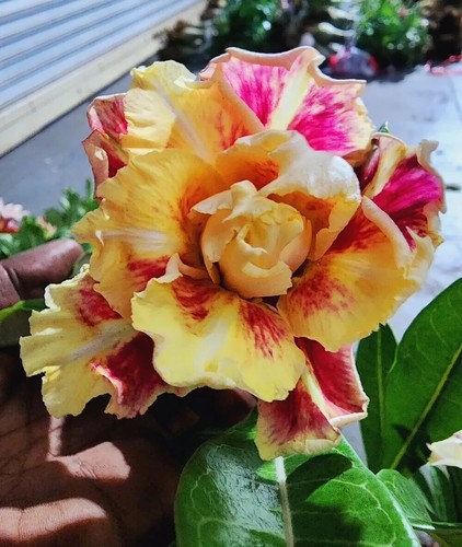 Venus desert rose - desert,