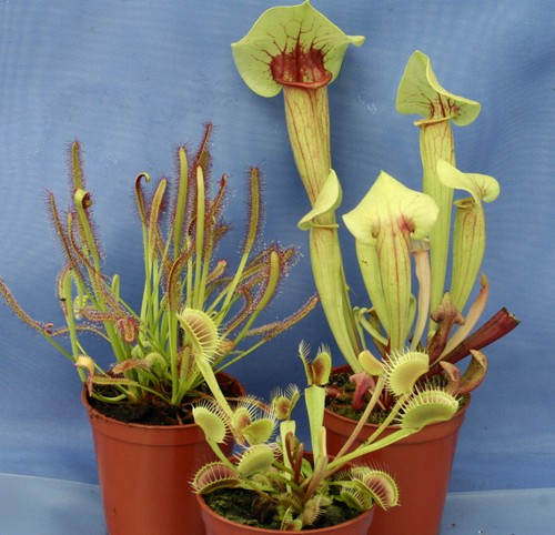 Collection carnivorous - of,