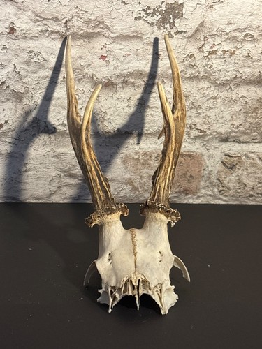 Roe deer skull with - deer,