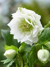 Hellebore Oriental Double