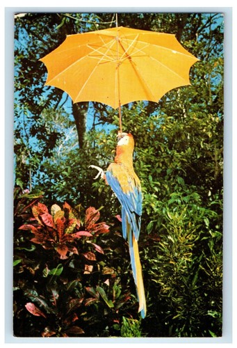 1966 parrot with yellow - 1966,