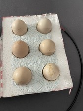 Poly Boxed  Silkie Eggs