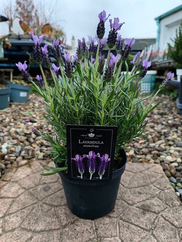 French lavender plant 2l - french, in