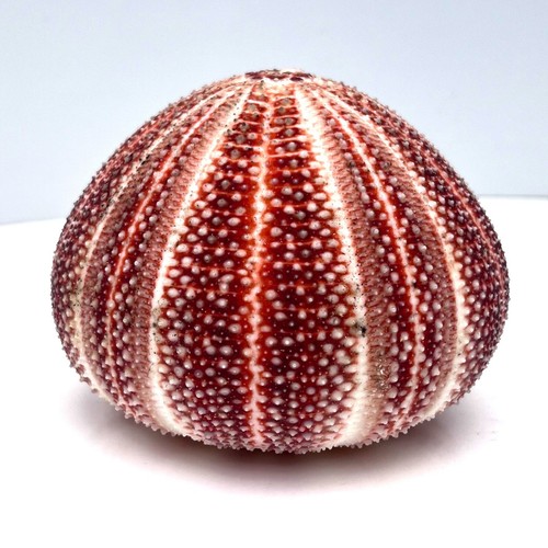 Extra large celtic - extra,