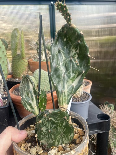 Opuntia jamaica ghost - opuntia,