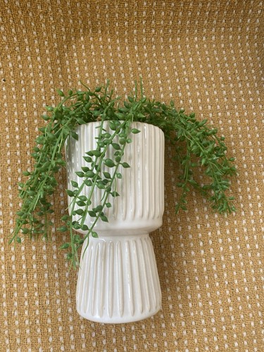 String pearls succulent - string, of