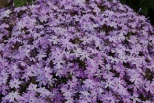 Pack creeping phlox - x6,