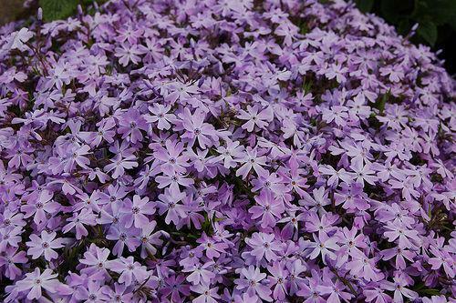 Pack creeping phlox - pack,