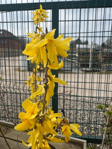Forsythia lynwood 9cm - 9cm, potted