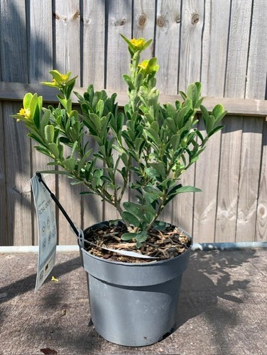 Daphne gemmata royal crown - gemmata,