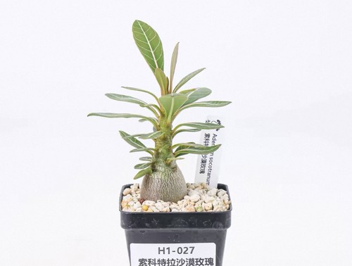 Pot 5cm raresucculent plant - pot, 6.5cm