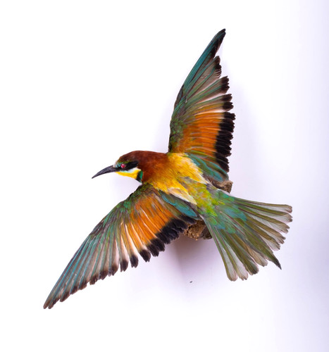 Taxidermy bird bee eater - bee-eater, real