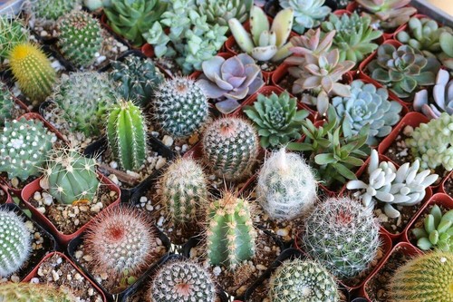 Cactus mixed seeds grow your - mixed,