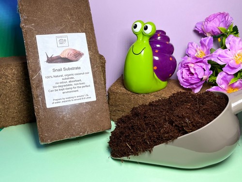 Snail soil land - snail,