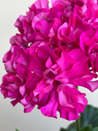 Pelargonium diaz faramira - pelargonium,
