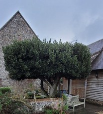 Laurus nobilis Cooking Sweet