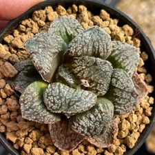 5CM Succulent Plant Haworthia