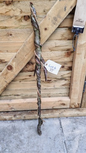 Twisted twisty wood birch - twisted,