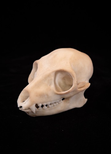 Ring tailed lemur skull - lemur,