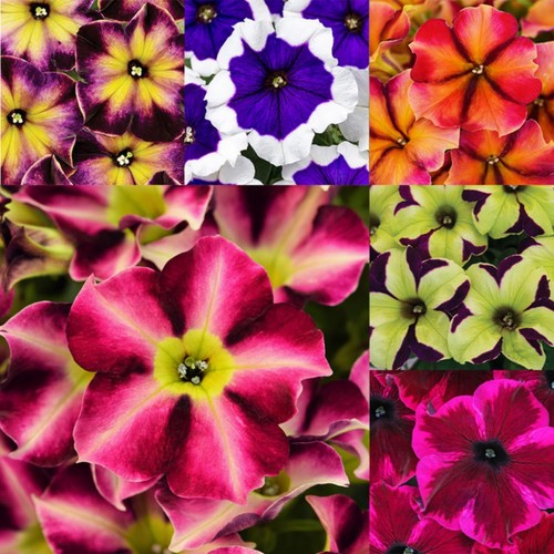 Rare petunia seeds for - rare,